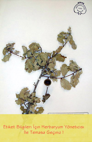 IZEF-1040