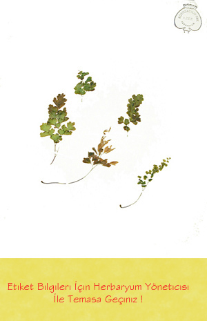 IZEF-1055
