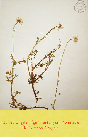 IZEF-123