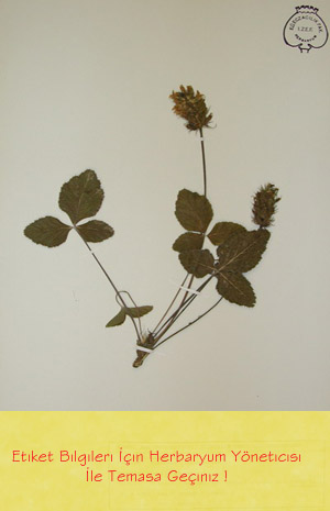 IZEF-1483