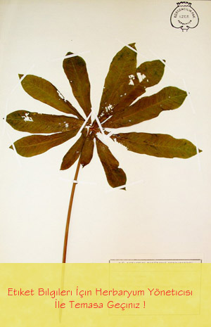 IZEF-162