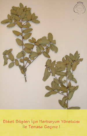 IZEF-2217