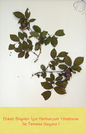IZEF-2466