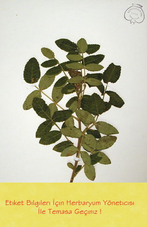 IZEF-2971