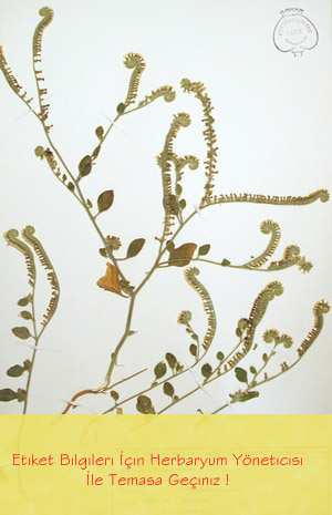 IZEF-2985