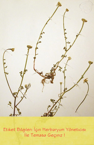 IZEF-3958