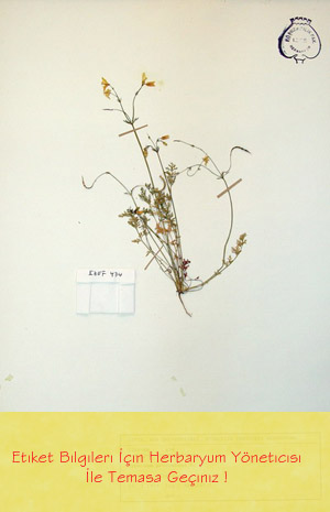 IZEF-434