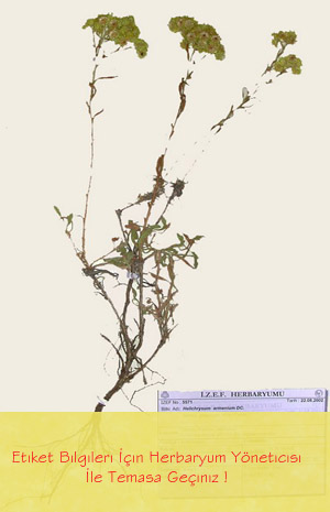 IZEF-5571