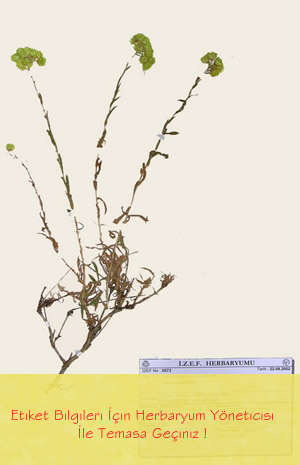 IZEF-5573