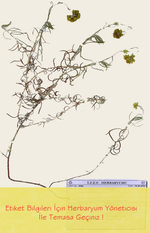 IZEF-5592