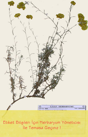 IZEF-5620