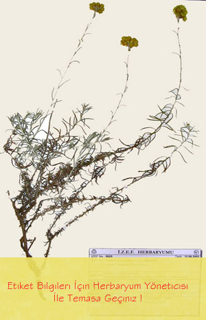 IZEF-5625