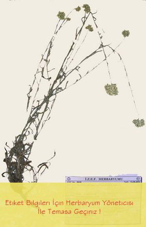 IZEF-5628