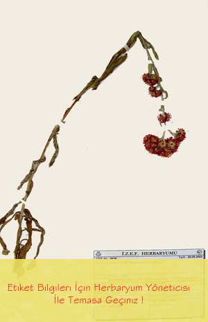 IZEF-5636