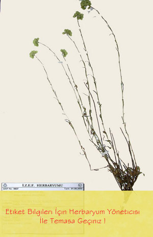 IZEF-5637