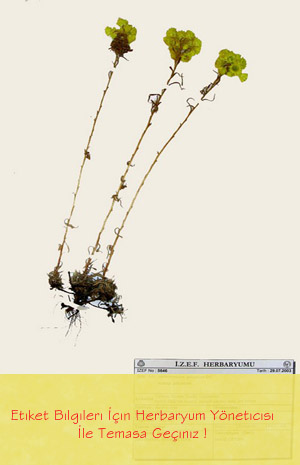 IZEF-5646