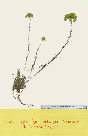 IZEF-5647